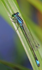 Libelle