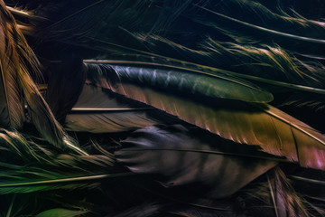 Texture of feathers