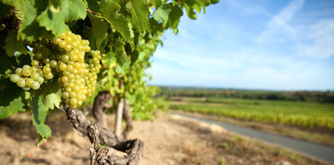 Vigne > Layon > Maine et Loire > France