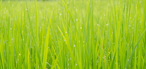 green rice field background bokeh