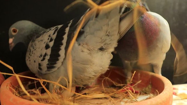 speed racing pigeon bird breeding in home loft