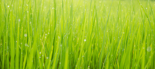 green rice field background bokeh