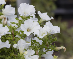 creeper white bell flower