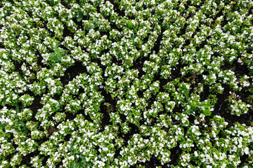 Background of white flowers