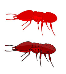 Fire Ants