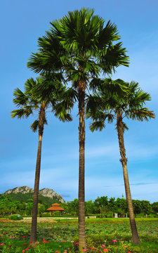 sugar palm trees on sky background