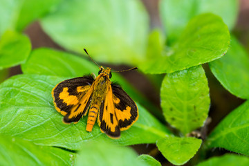Obraz premium Yellow Grass Dart Butterfly On Leaf