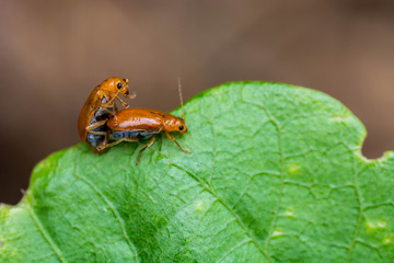 Orange beetle mating on leaf