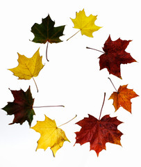 Circle of colorful maple leaves on a white background