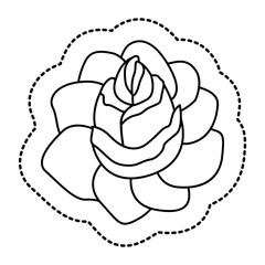 Rose flower plant icon. Garden floral and decoration theme. Isolated design. Vector illustration