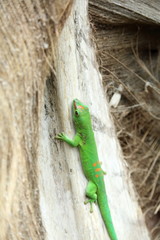 lézard sur un arbre