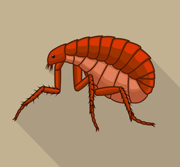 Floh Insect Vector