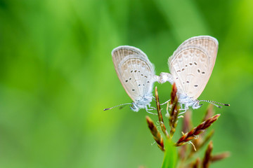 Butterfly breeding on grass flower