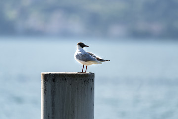 Bellano and the Como Lake: bird
