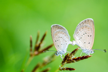 Butterfly breeding on grass flower