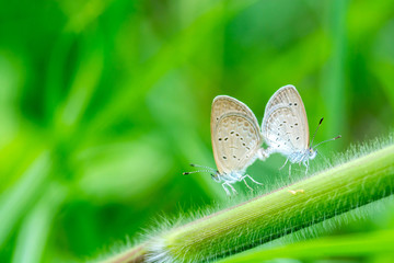 Butterfly breeding on grass flower
