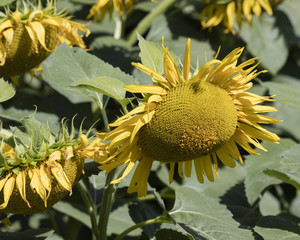cultivated field with sunflower