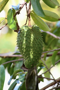 corossolier