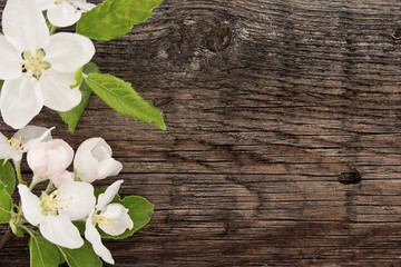 Spring apple tree blossom on rustic wooden background 
