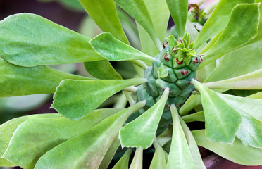 Closeup succulent plant with strange leaves