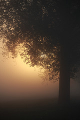 Mystische Landschaft mit Nebel bei Sonnenaufgang