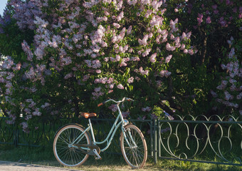 Fototapeta na wymiar Nice and beautiful bicycle near the flowers tree in park summer