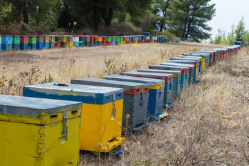 Row of Colorful Bee Hives with Trees in the Background. Bee Hives Next to a Pine Forest in Summer....