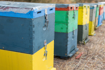 Fototapeta na wymiar Row of Colorful Bee Hives With Trees in the Background. Bee Hives Next to a Pine Forest in Summer. Wooden Honey Beehives in the Meadow. Selective Focus.