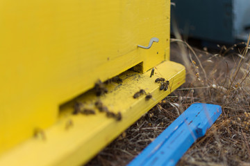Fototapeta na wymiar Bees Coming In and Out of Their Yellow Beehive. Wooden Bee Hive Close Up. Honey Bees Swarming and Flying Around Their Beehive. Selective Focus.