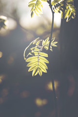 Mountain ash leaves on the sunlight. Image has a vintage effect applied.