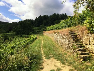 Fototapeta na wymiar Gehweg im Weinbaugebiet