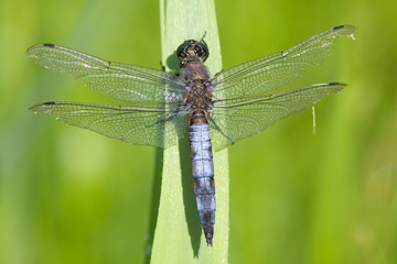 A Black Tailed Skimmer dragonfly resting in the sun.