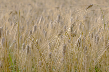 Barley field