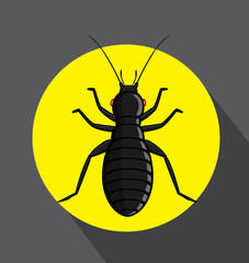 Black Louse Insect