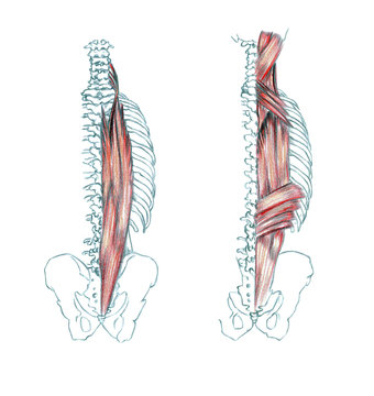 Hand drawn medical illustration drawing with imitation of lithography: Muscles of back