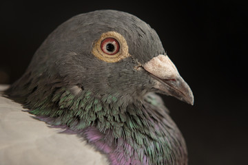 close up side view beautiful head shot of speed racing pigeon bi