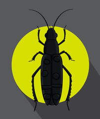 Creepy Totengraber Bug