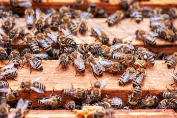 bees in the hive