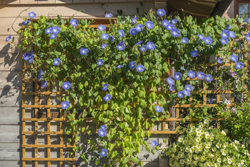  Prunkwinde, Trichterwinde, Ipomoea