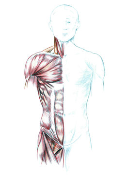 Hand drawn medical illustration drawing with imitation of lithography: Muscles of neck, shoulders, chest and abdomen 
