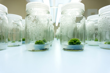 Experiment plant tissue culture in laboratory