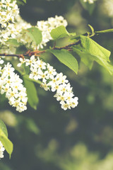 Prunus padus tree blossom. Image has a vintage effect applied.