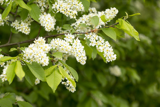 Prunus Padus Tree Blossom. 