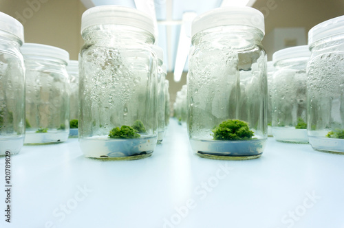 thesis on plant tissue culture Phd thesis: cb introduction 1 biotechnology is a tool based on biology, especially used in success stories of the commercial application of plant tissue culture. thesis on plant tissue culture Phd thesis: cb introduction 1 biotechnology is a tool based on biology, especially used in success stories of the commercial application of plant tissue culture.
