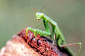 green mantis religiosa