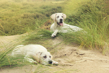 zwei kleine süße labrador hunde / welpen in dünen am strand einer insel im urlaub