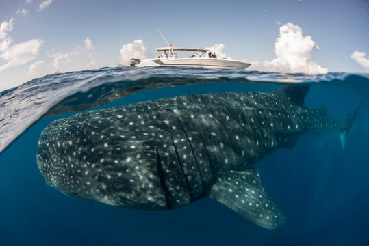 Large whale shark (Rhincodon typus) passing below boat at sea surface, Isla Mujeres, Mexico