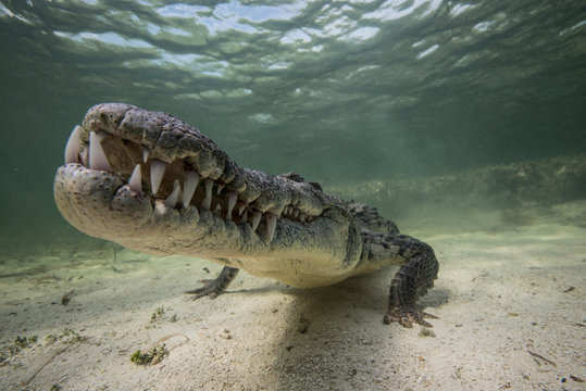Territorial American croc (Crocodylus acutus) on seabed, Chinchorro Banks, Mexico