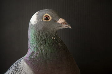 close up side view beautiful head shot of speed racing pigeon bi