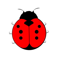 Obraz premium Ladybugs on white background